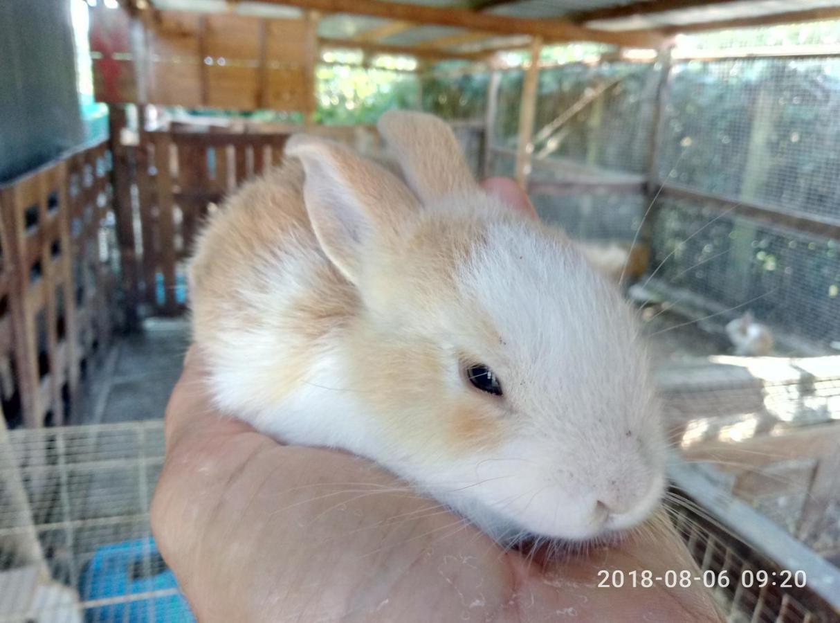 Casadolcecasalatina Bed & Breakfast ภายนอก รูปภาพ